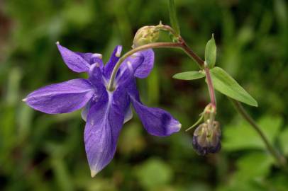 Fotografia da espécie Aquilegia vulgaris subesp. vulgaris