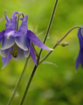 Fotografia 12 da espécie Aquilegia vulgaris subesp. vulgaris no Jardim Botânico UTAD