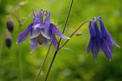 Fotografia da espécie Aquilegia vulgaris subesp. vulgaris