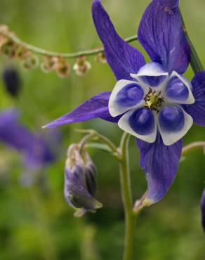 Fotografia 13 da espécie Aquilegia vulgaris subesp. vulgaris no Jardim Botânico UTAD