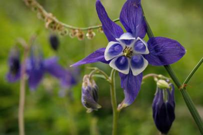 Fotografia da espécie Aquilegia vulgaris subesp. vulgaris