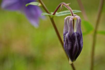 Fotografia da espécie Aquilegia vulgaris subesp. vulgaris