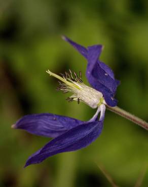 Fotografia 15 da espécie Aquilegia vulgaris subesp. vulgaris no Jardim Botânico UTAD