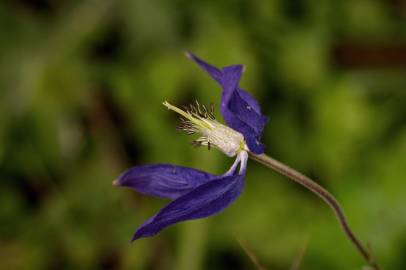 Fotografia da espécie Aquilegia vulgaris subesp. vulgaris