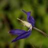 Fotografia 15 da espécie Aquilegia vulgaris subesp. vulgaris do Jardim Botânico UTAD