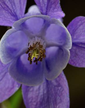 Fotografia 16 da espécie Aquilegia vulgaris subesp. vulgaris no Jardim Botânico UTAD