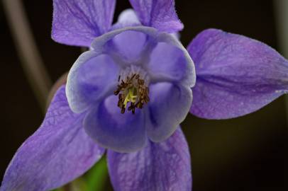 Fotografia da espécie Aquilegia vulgaris subesp. vulgaris