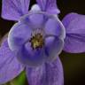 Fotografia 16 da espécie Aquilegia vulgaris subesp. vulgaris do Jardim Botânico UTAD