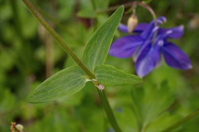 Fotografia da espécie Aquilegia vulgaris subesp. vulgaris