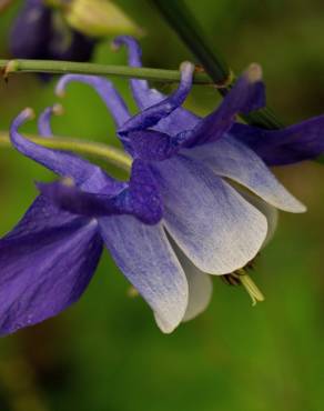 Fotografia 18 da espécie Aquilegia vulgaris subesp. vulgaris no Jardim Botânico UTAD