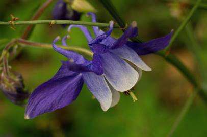 Fotografia da espécie Aquilegia vulgaris subesp. vulgaris