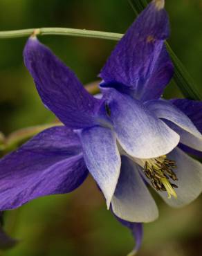 Fotografia 19 da espécie Aquilegia vulgaris subesp. vulgaris no Jardim Botânico UTAD