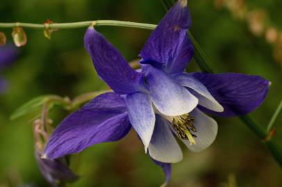 Fotografia da espécie Aquilegia vulgaris subesp. vulgaris