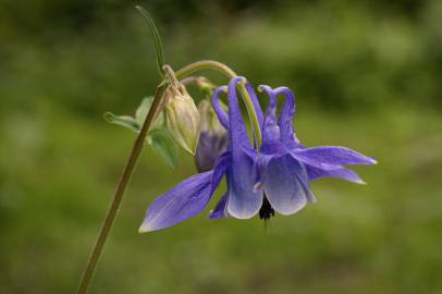 Fotografia da espécie Aquilegia vulgaris subesp. vulgaris