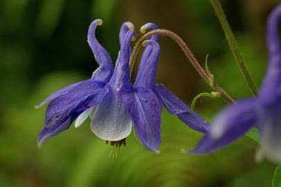 Fotografia da espécie Aquilegia vulgaris subesp. vulgaris