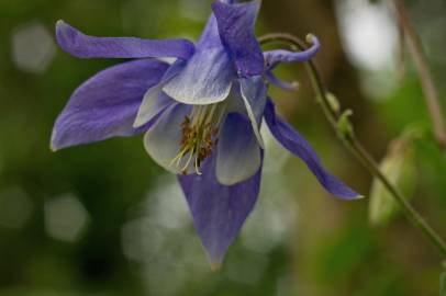 Fotografia da espécie Aquilegia vulgaris subesp. vulgaris