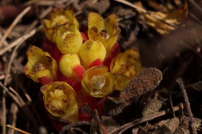 Fotografia da espécie Cytinus hypocistis subesp. hypocistis