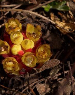 Fotografia 6 da espécie Cytinus hypocistis subesp. hypocistis no Jardim Botânico UTAD