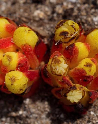 Fotografia de capa Cytinus hypocistis subesp. hypocistis - do Jardim Botânico