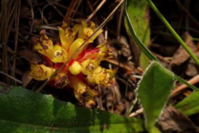 Fotografia da espécie Cytinus hypocistis subesp. hypocistis