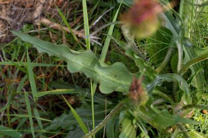 Fotografia da espécie Scorzonera humilis