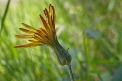 Fotografia da espécie Scorzonera humilis