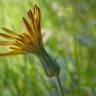 Fotografia 3 da espécie Scorzonera humilis do Jardim Botânico UTAD