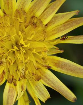 Fotografia 4 da espécie Scorzonera humilis no Jardim Botânico UTAD