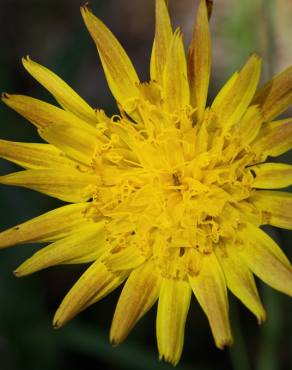 Fotografia 1 da espécie Scorzonera humilis no Jardim Botânico UTAD