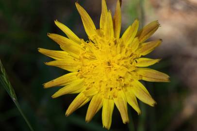 Fotografia da espécie Scorzonera humilis