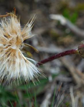 Fotografia 5 da espécie Scorzonera humilis no Jardim Botânico UTAD