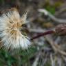 Fotografia 5 da espécie Scorzonera humilis do Jardim Botânico UTAD