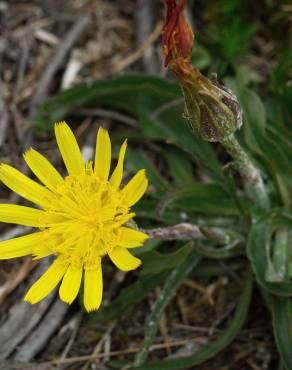 Fotografia 7 da espécie Scorzonera humilis no Jardim Botânico UTAD