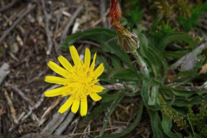 Fotografia da espécie Scorzonera humilis