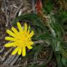 Fotografia 7 da espécie Scorzonera humilis do Jardim Botânico UTAD