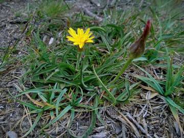 Fotografia da espécie Scorzonera humilis