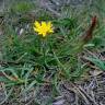 Fotografia 8 da espécie Scorzonera humilis do Jardim Botânico UTAD