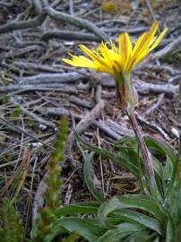 Fotografia da espécie Scorzonera humilis