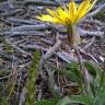 Fotografia 9 da espécie Scorzonera humilis do Jardim Botânico UTAD