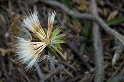 Fotografia da espécie Scorzonera humilis