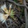 Fotografia 10 da espécie Scorzonera humilis do Jardim Botânico UTAD