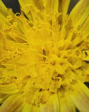 Fotografia 11 da espécie Scorzonera humilis no Jardim Botânico UTAD