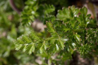 Fotografia da espécie Daucus carota subesp. gummifer