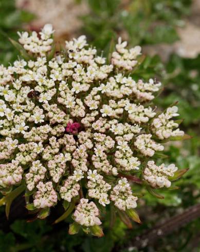 Fotografia de capa Daucus carota subesp. gummifer - do Jardim Botânico