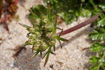 Fotografia da espécie Daucus carota subesp. gummifer