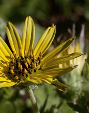 Fotografia 13 da espécie Arctotheca calendula no Jardim Botânico UTAD