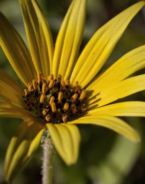 Fotografia 14 da espécie Arctotheca calendula no Jardim Botânico UTAD