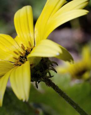 Fotografia 15 da espécie Arctotheca calendula no Jardim Botânico UTAD