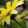 Fotografia 15 da espécie Arctotheca calendula do Jardim Botânico UTAD