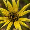 Fotografia 16 da espécie Arctotheca calendula do Jardim Botânico UTAD